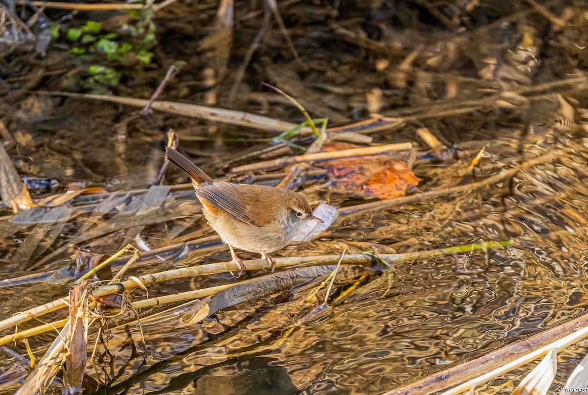 Cetti's Warbler - ML297072791