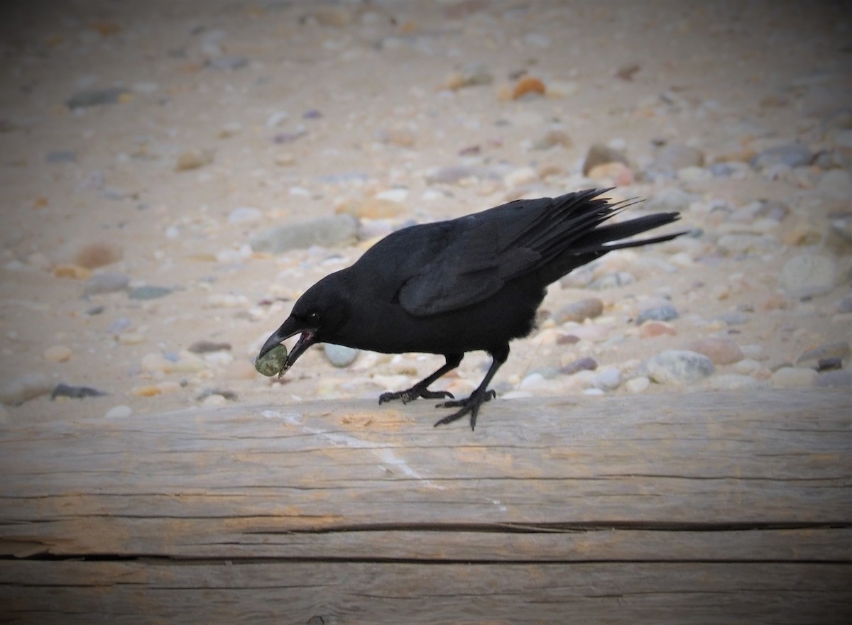 Fish Crow - ML297074211