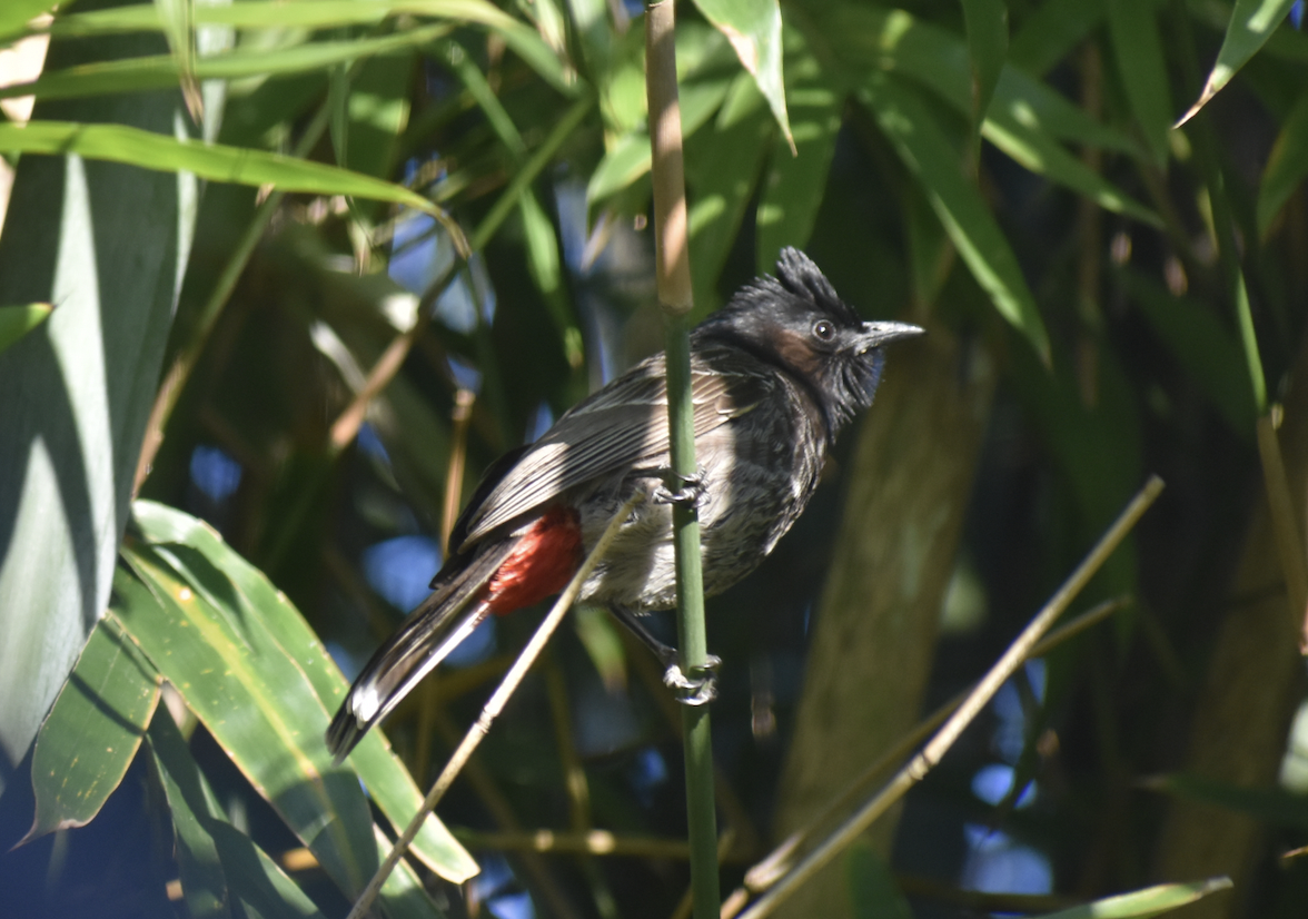 Red-vented Bulbul - ML297075431