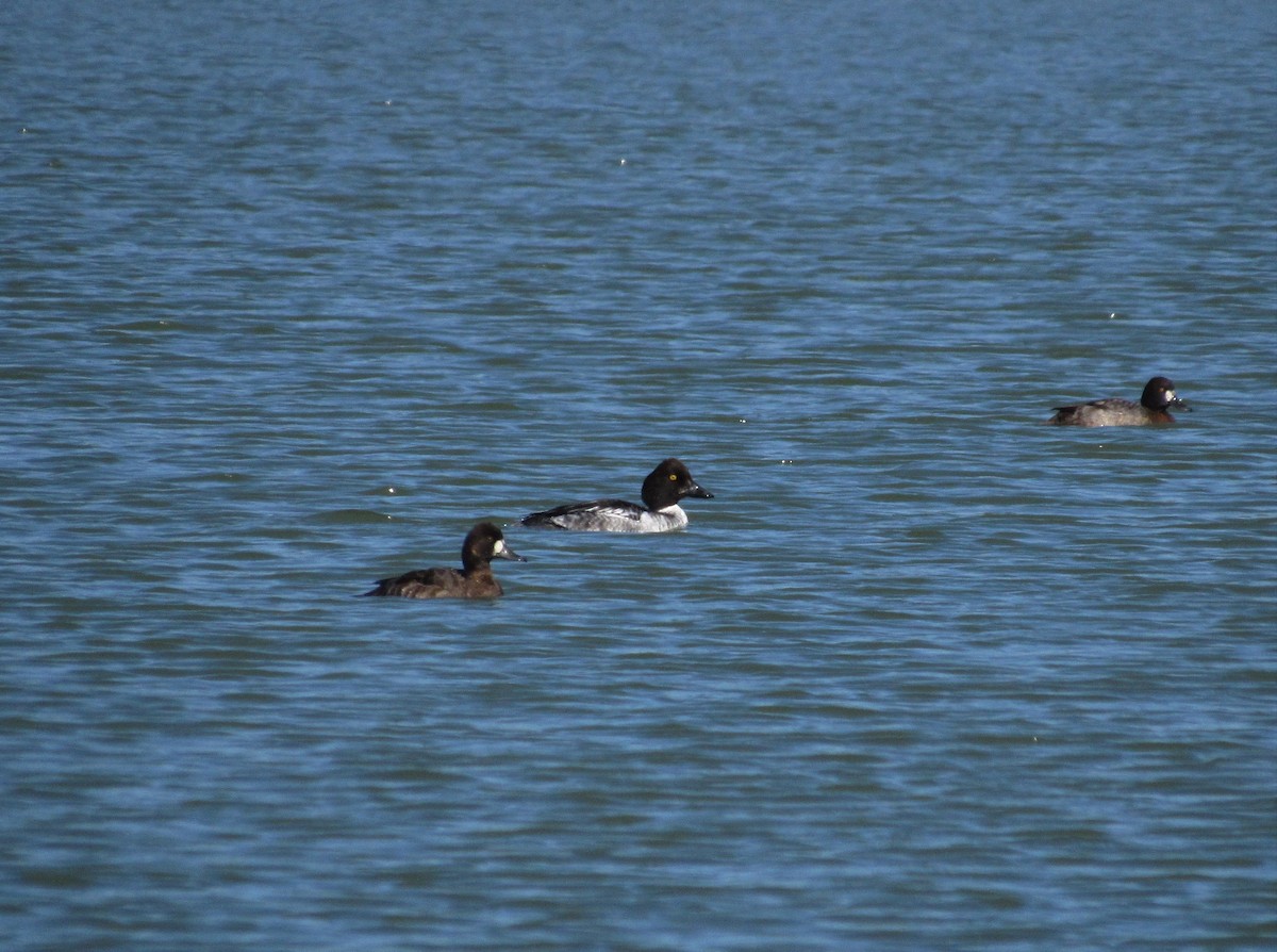 Common Goldeneye - ML297075881