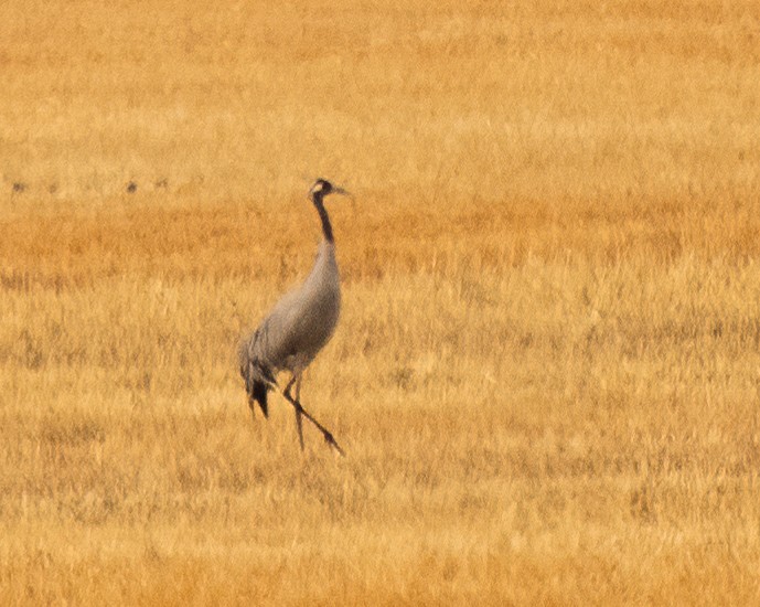 Common Crane - ML297076371