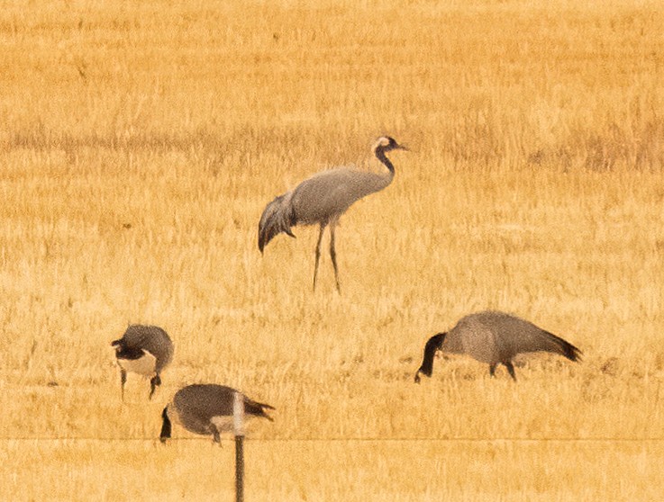 Common Crane - ML297076381