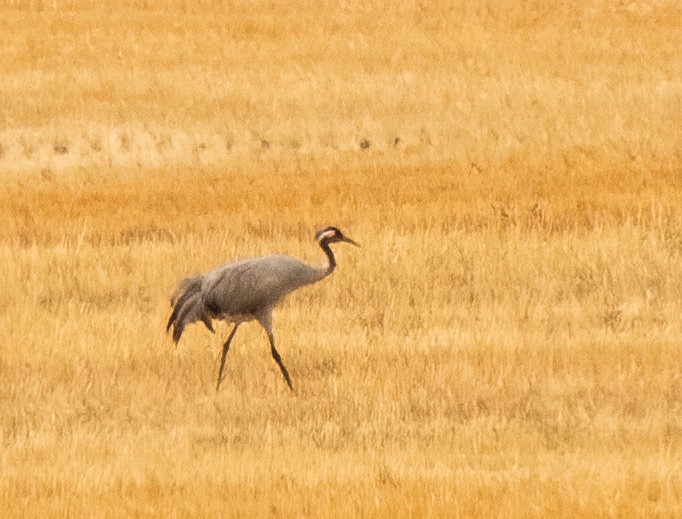 Common Crane - Barry McKenzie