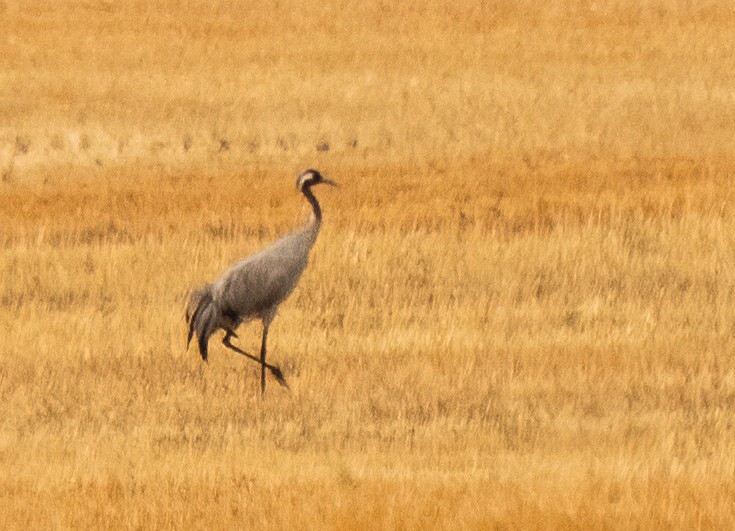 Common Crane - ML297076401