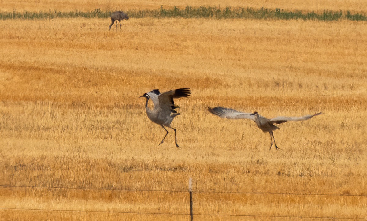 Common Crane - ML297076421