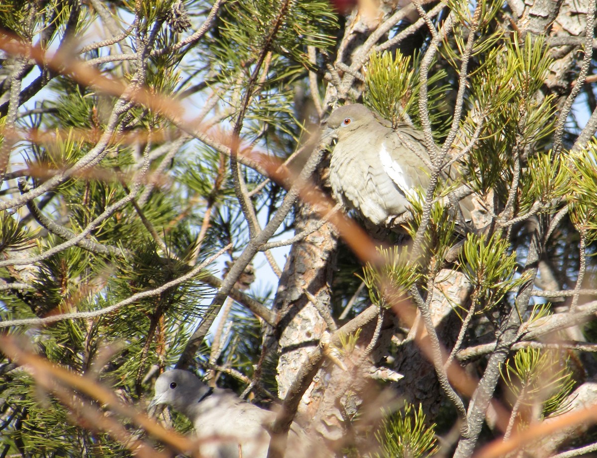 White-winged Dove - ML297076571