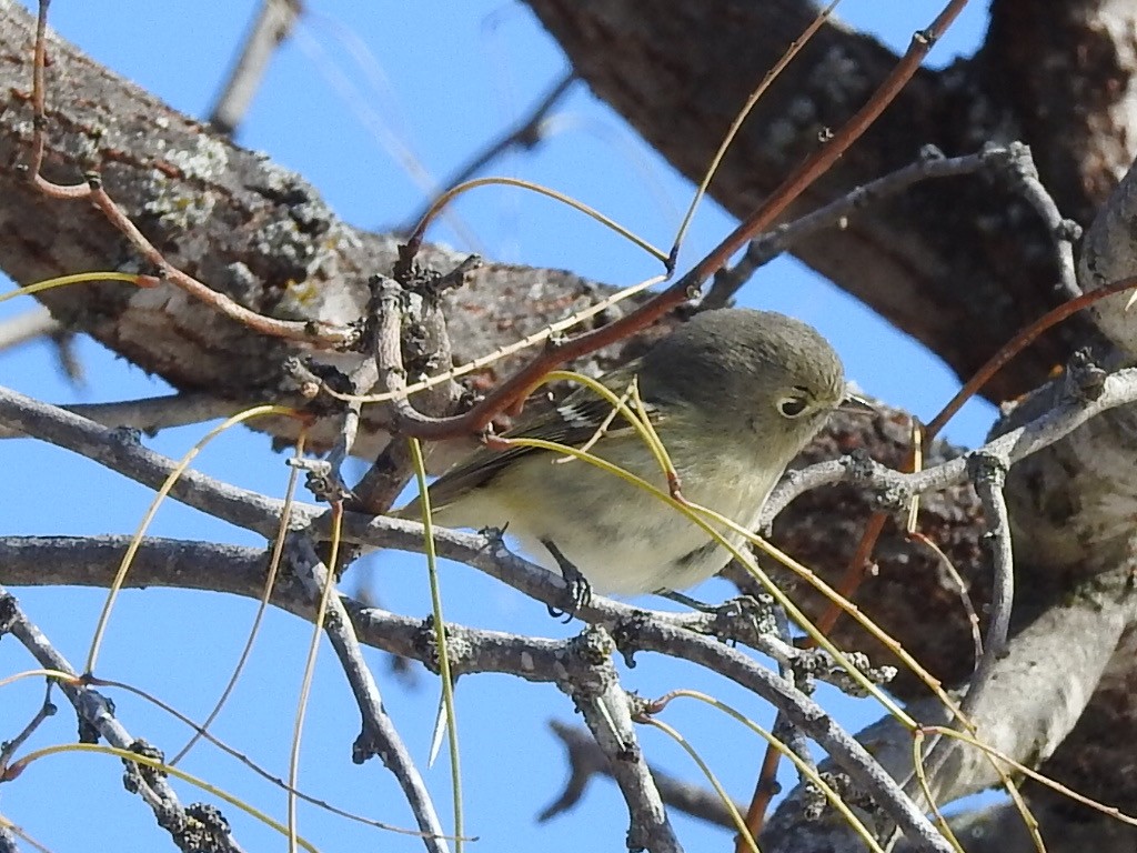 Hutton's Vireo - ML297076681