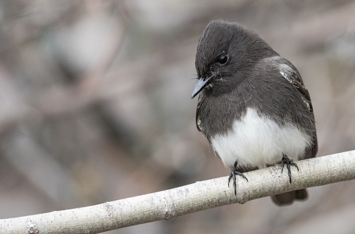 Black Phoebe - ML297076861