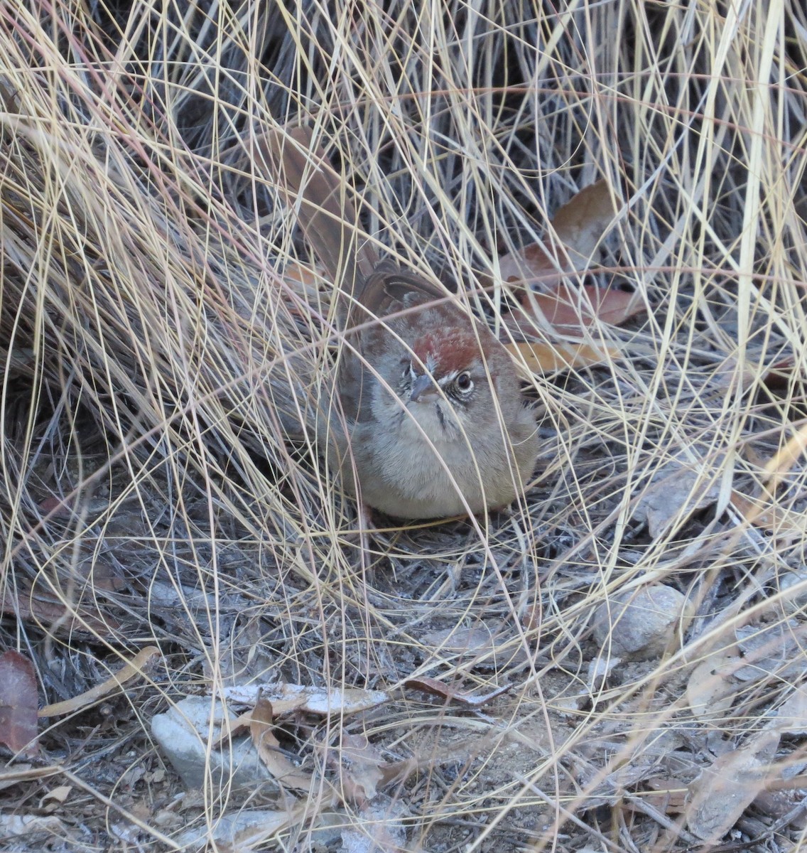 Rufous-crowned Sparrow - ML297077721