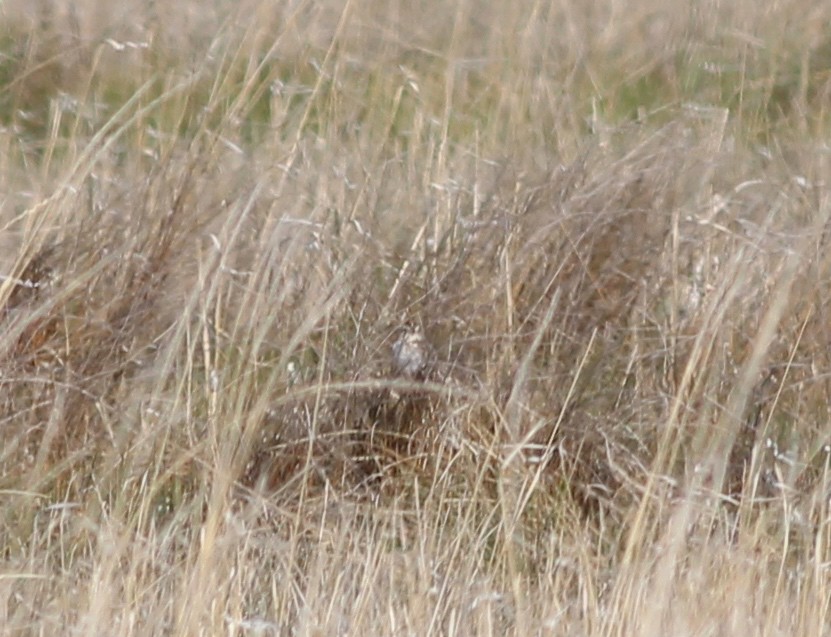 Baird's Sparrow - ML29707881