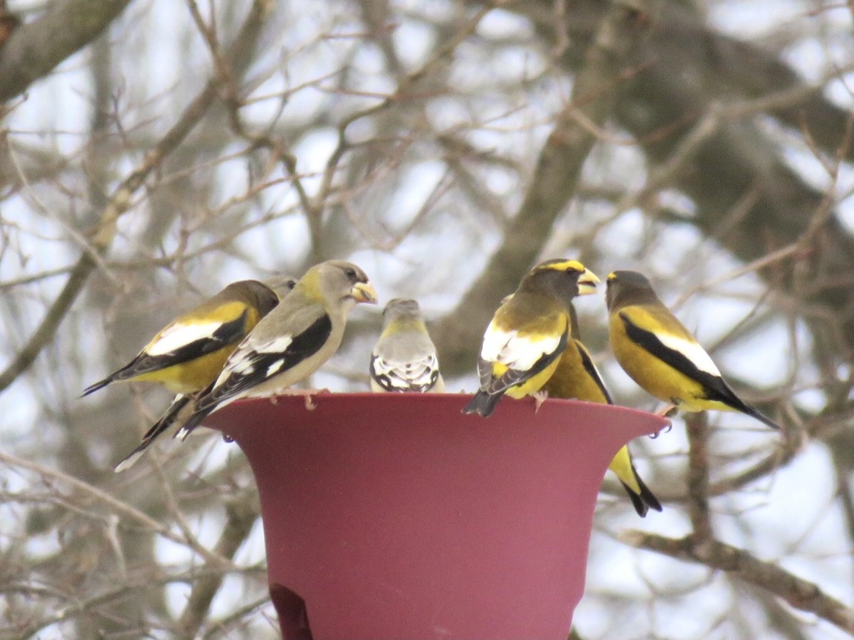 Evening Grosbeak (Eastern or type 3) - Alec Humann