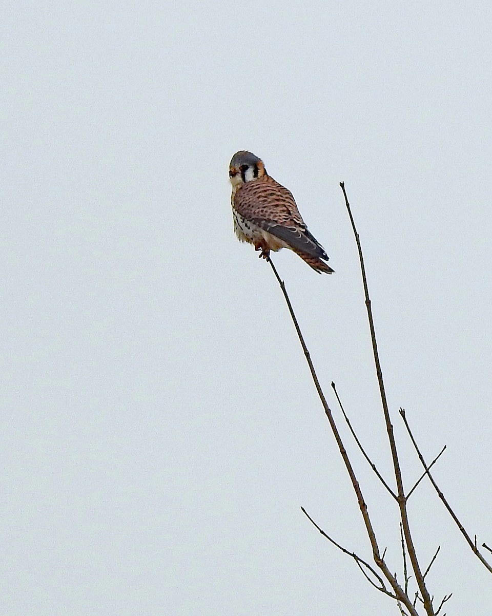 American Kestrel - ML297081281