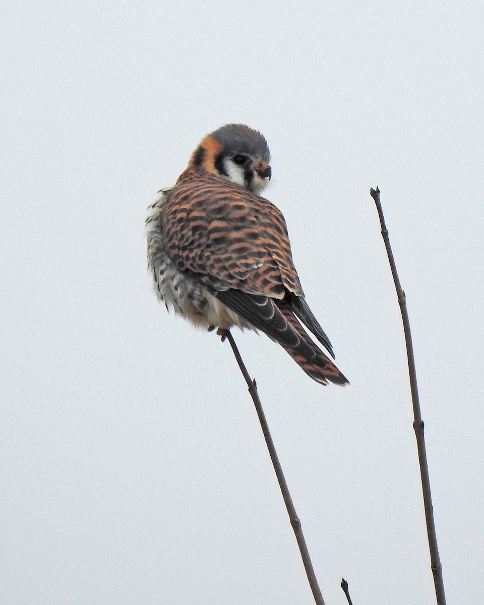 American Kestrel - ML297081301