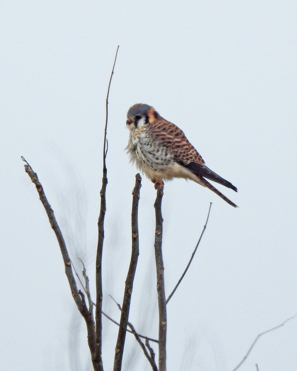 American Kestrel - ML297081331