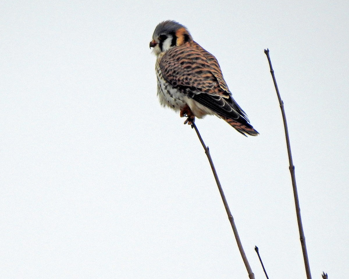 American Kestrel - ML297081351