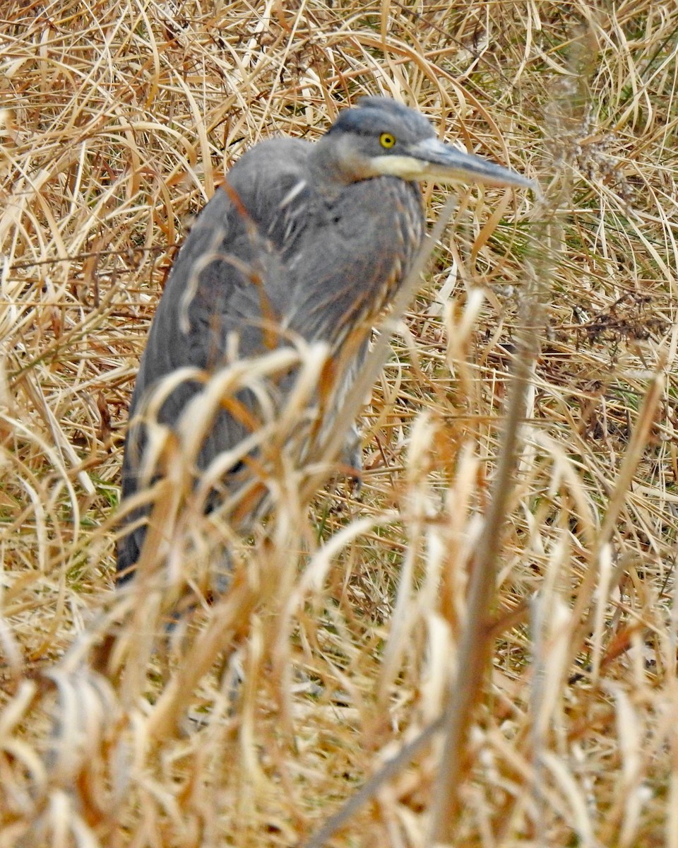 Great Blue Heron - ML297081361