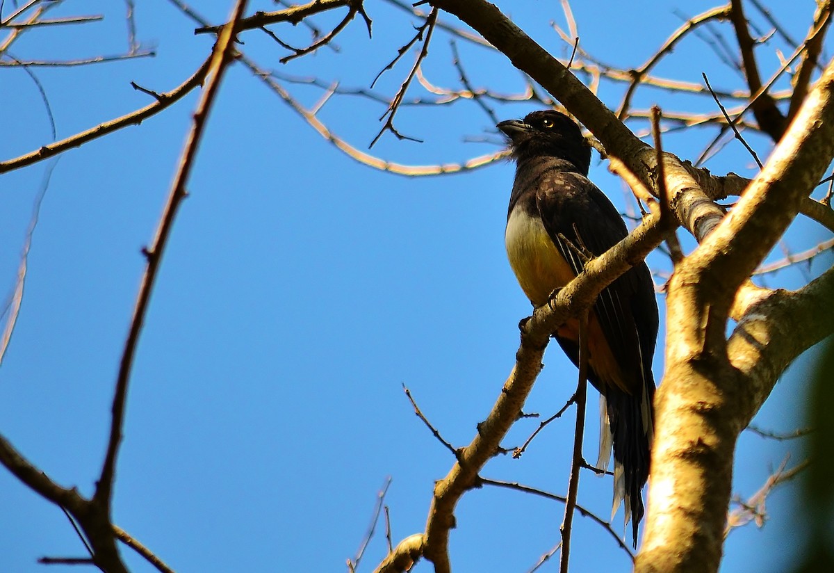 trogon žlutobřichý - ML29708141