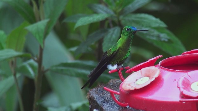 Sapphire-vented Puffleg (Sapphire-vented) - ML297081481