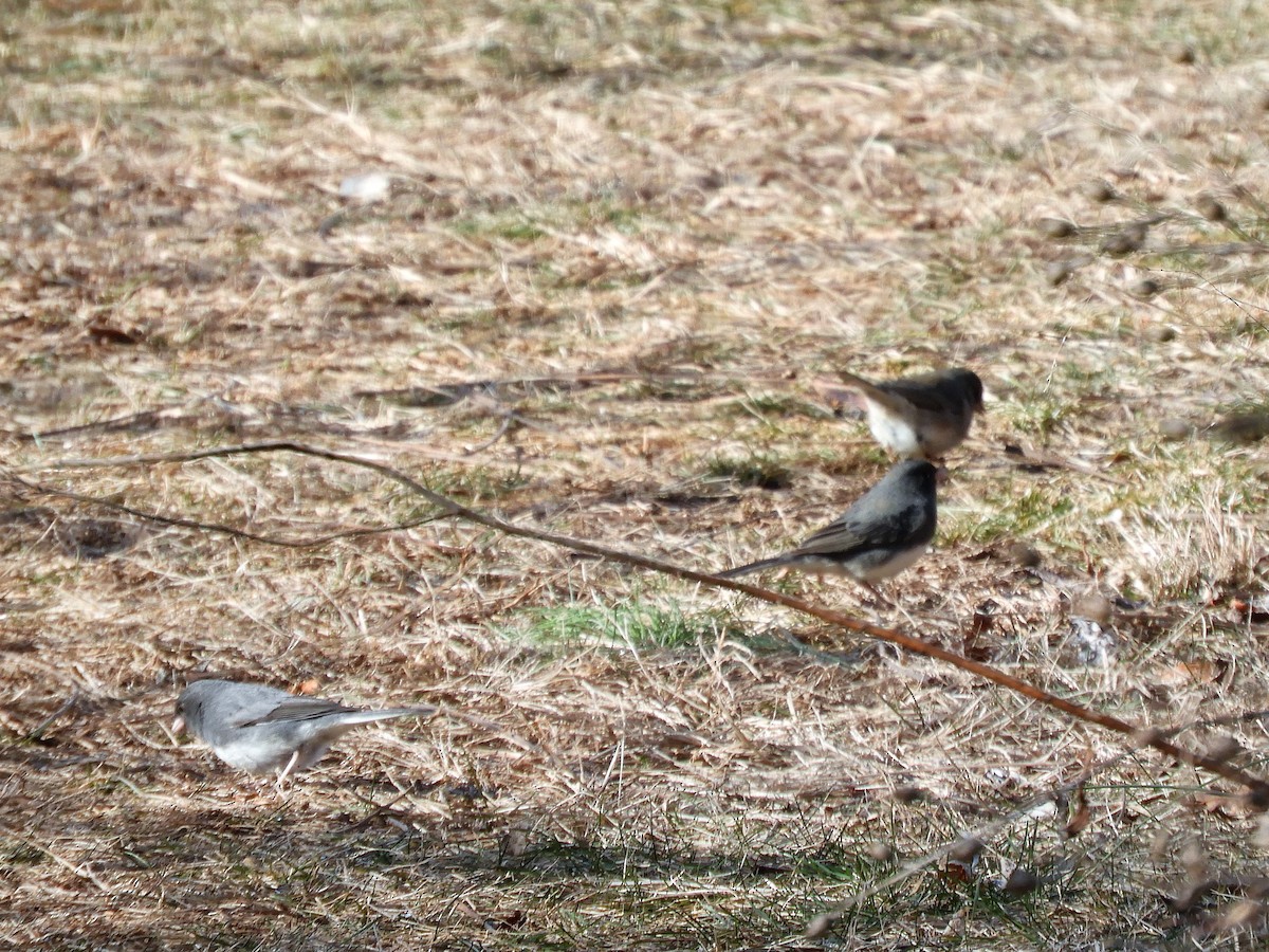 Junco ardoisé - ML297083011