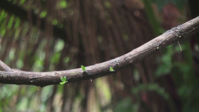 Sapphire-vented Puffleg (Sapphire-vented) - ML297083181