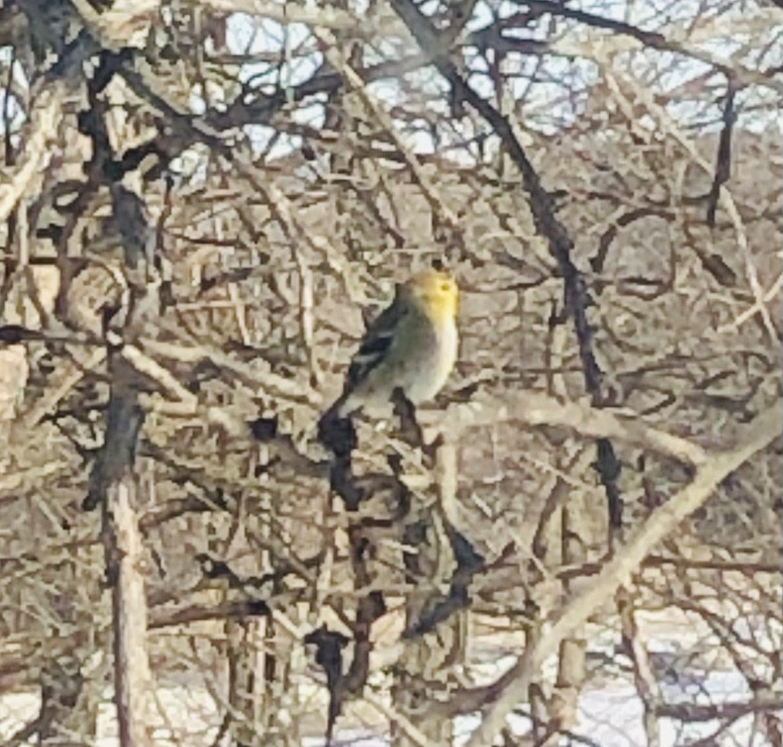 American Goldfinch - ML297083911