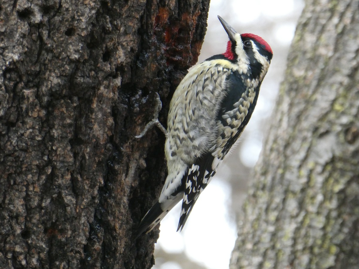 Yellow-bellied Sapsucker - ML297084681