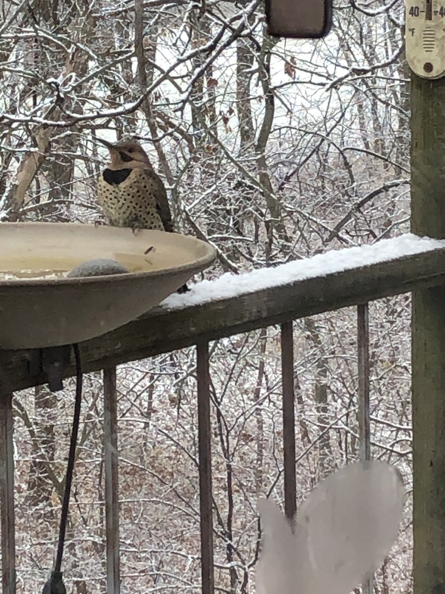 Northern Flicker - ML297085161