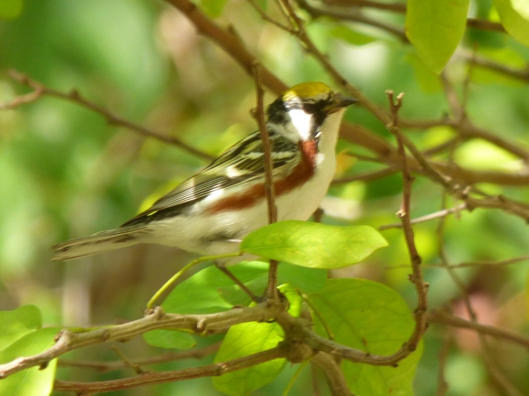 Chestnut-sided Warbler - ML29708561