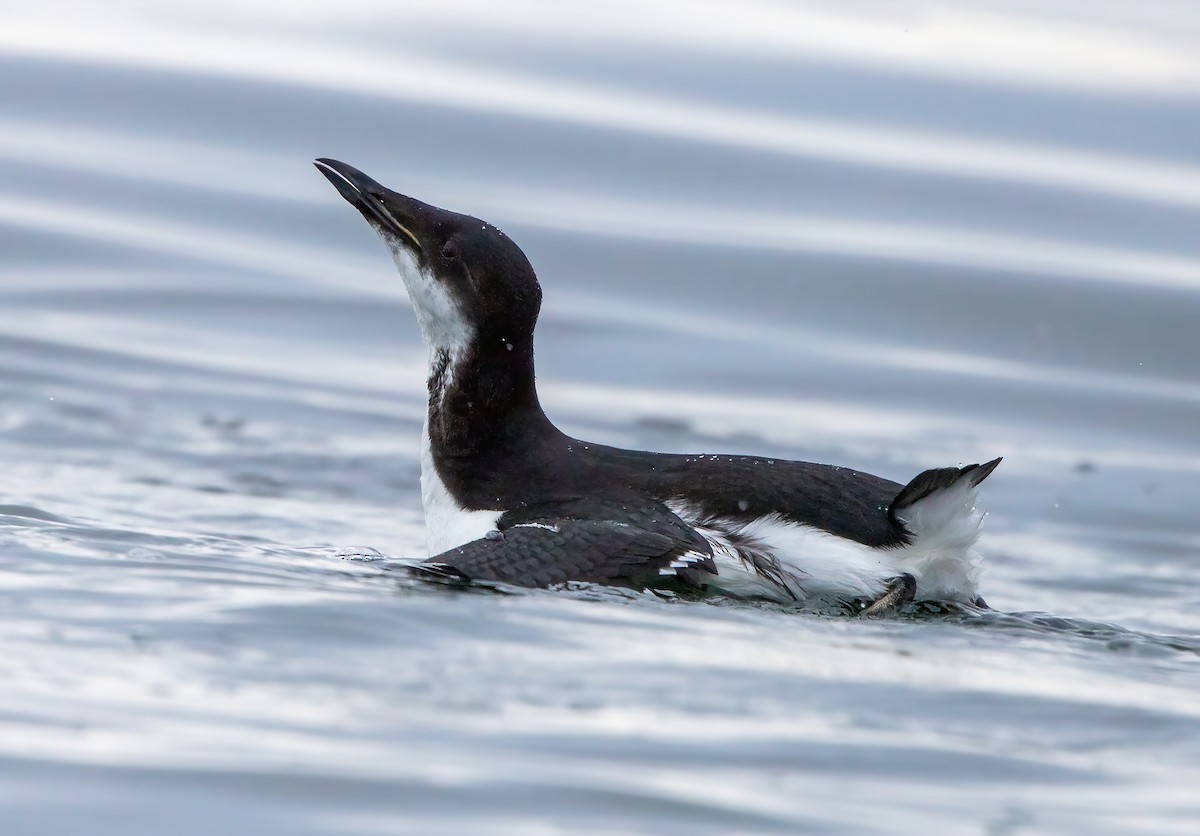 Thick-billed Murre - Robin Ohrt