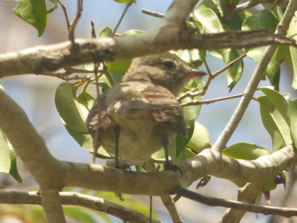 Caribbean Elaenia - ML29708631