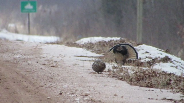 Ruffed Grouse - ML297086441