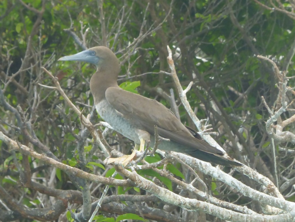 Brown Booby - ML29708721