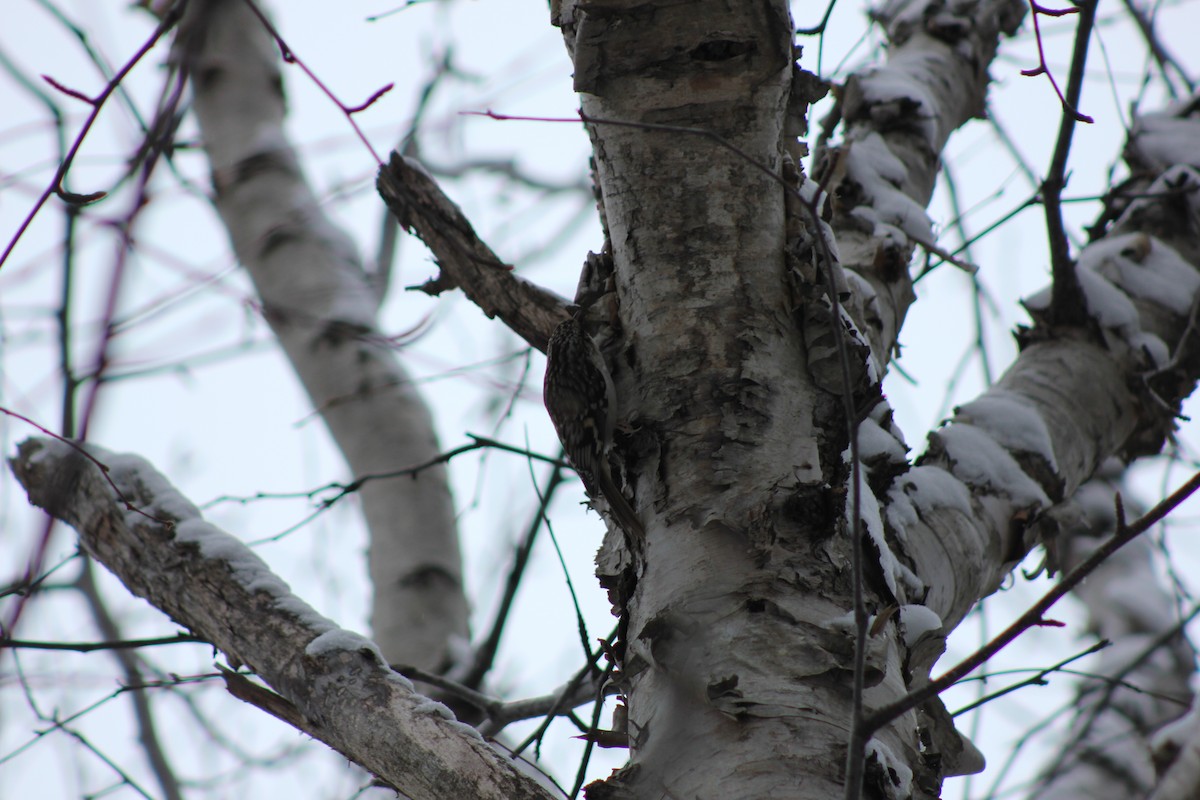 Amerikabaumläufer - ML297087571