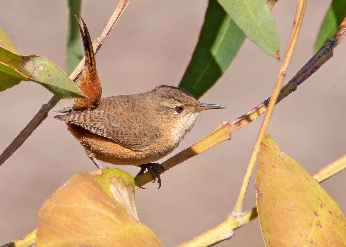 House Wren (Southern) - ML297087711