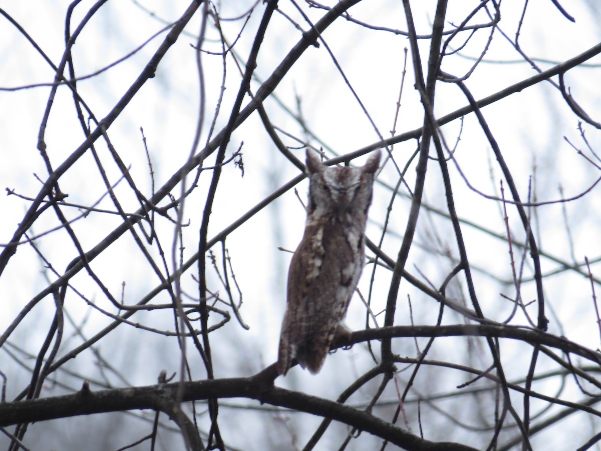 Eastern Screech-Owl - ML297089171