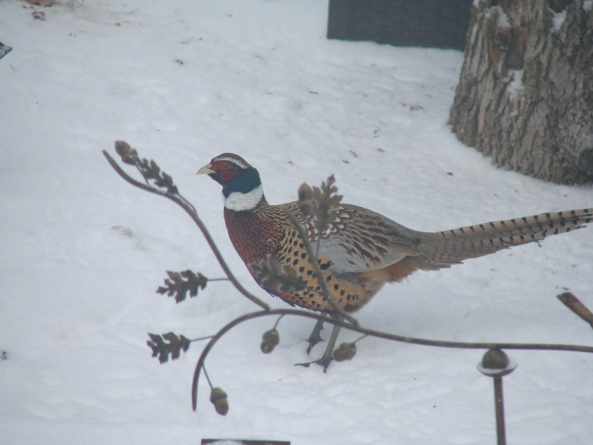 Ring-necked Pheasant - ML297089791