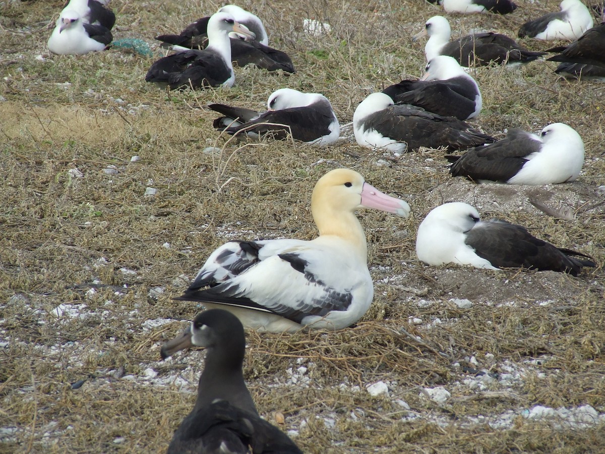 albatros bělohřbetý - ML297092161