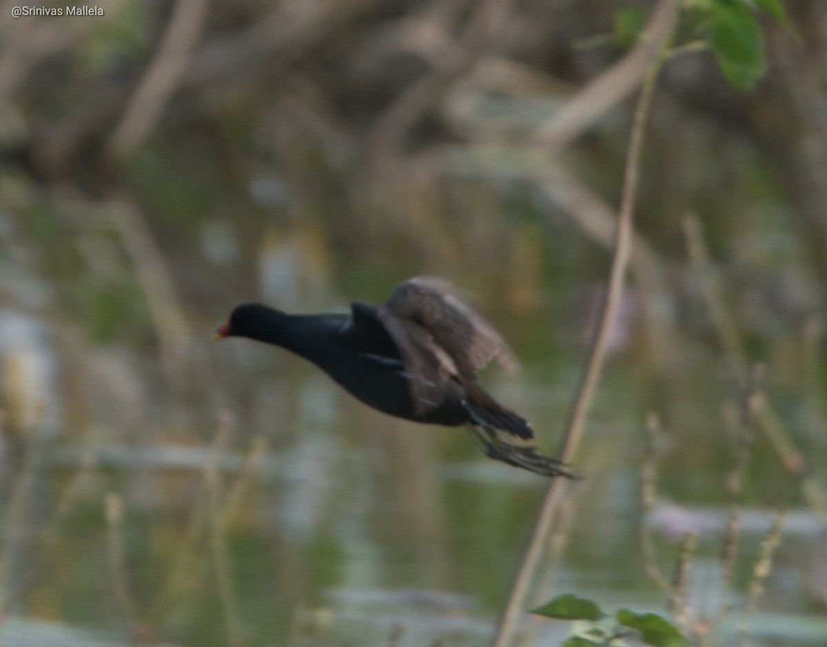 Eurasian Moorhen - ML297093361