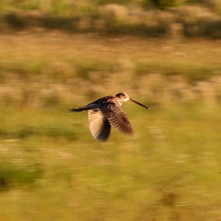 Giant Snipe - ML297094831