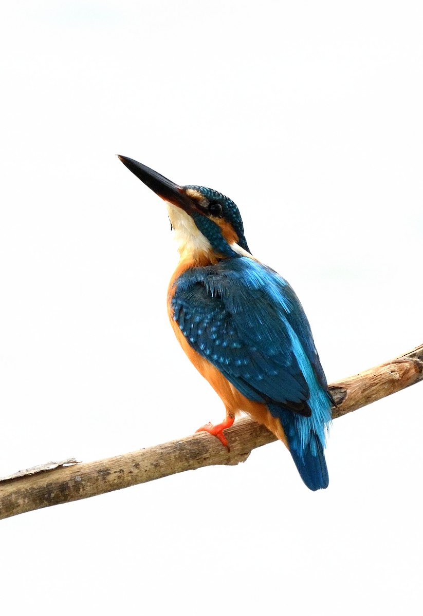Common Kingfisher - Sathish Ramamoorthy