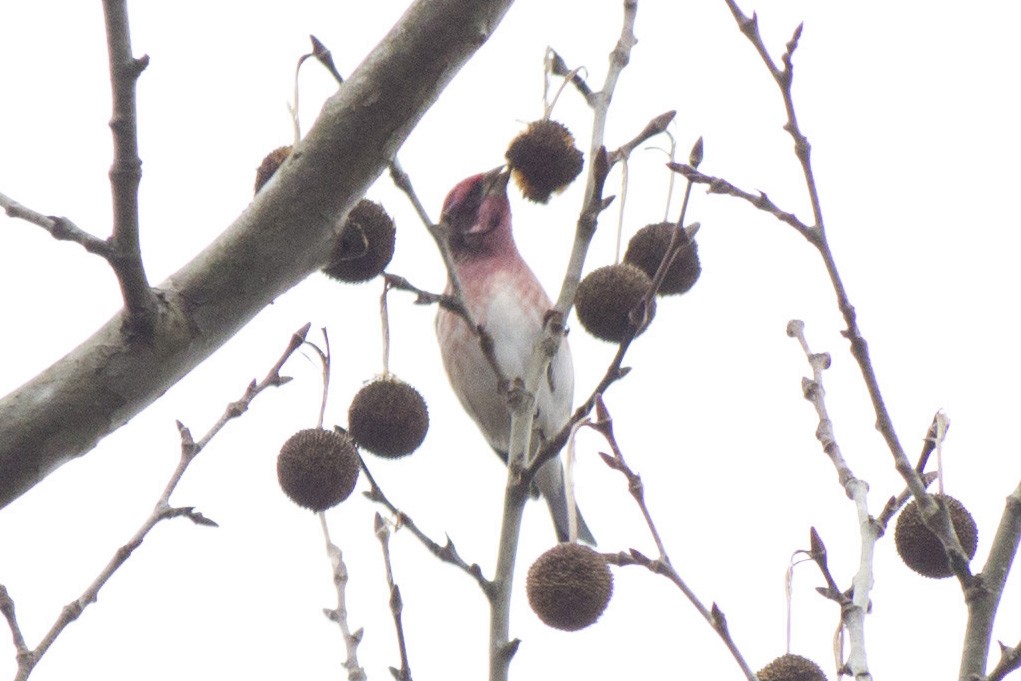 Purple Finch - Jacob Wessels