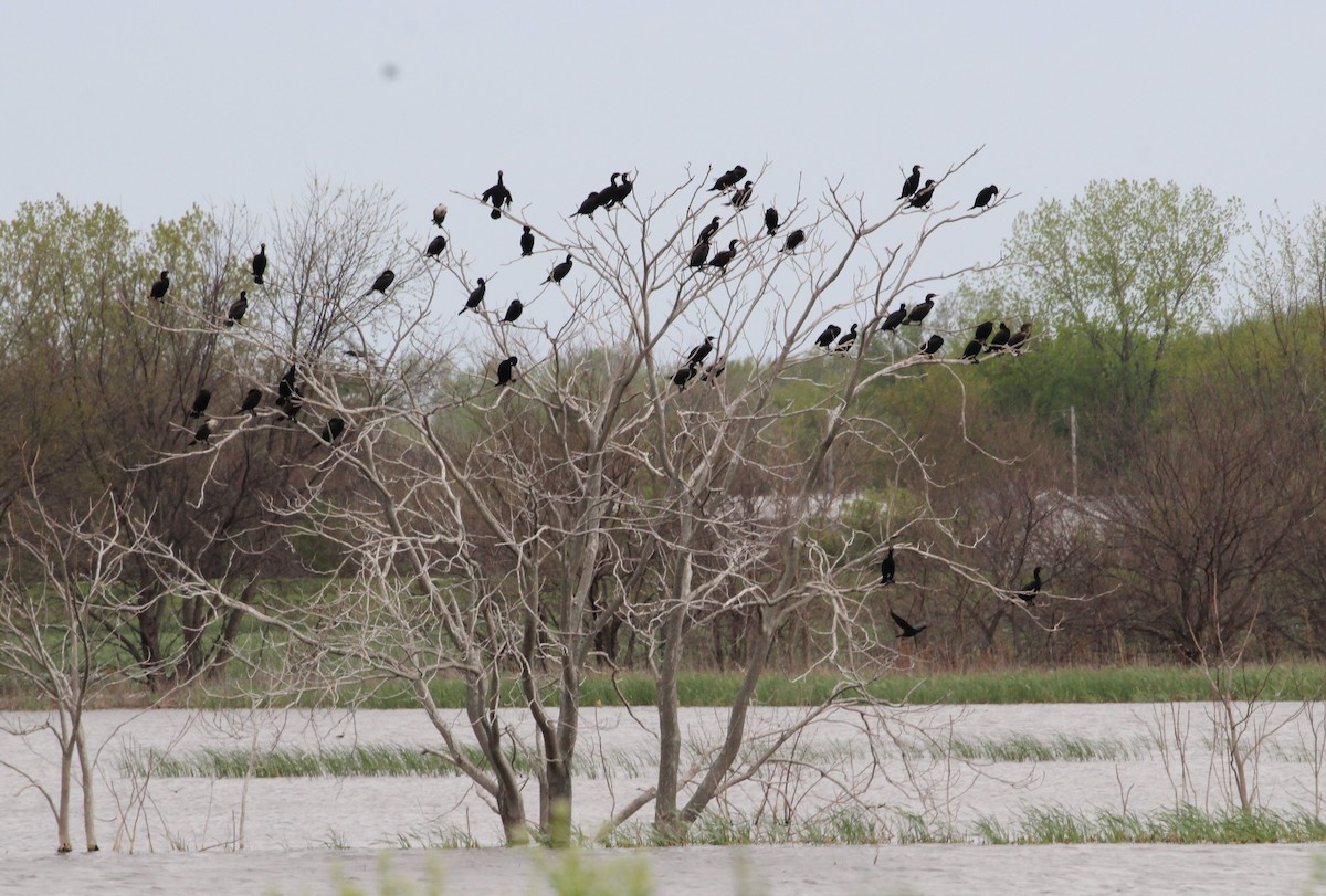 Double-crested Cormorant - ML297098391
