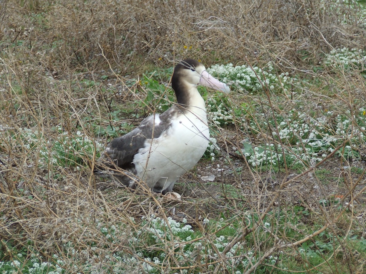 Albatros à queue courte - ML297098961