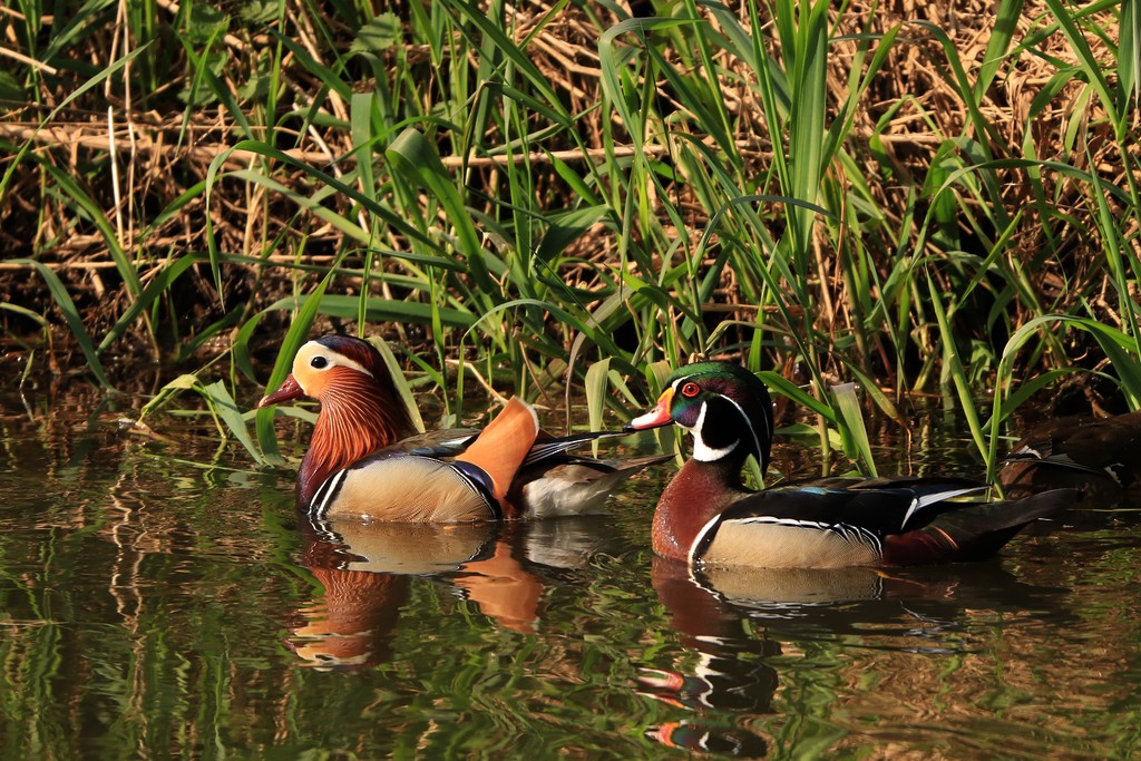 Wood Duck - ML297099081