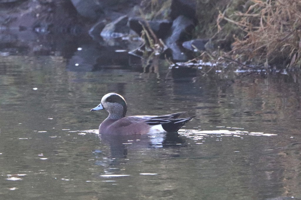 American Wigeon - ML297099271