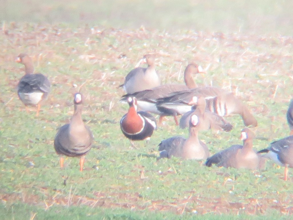 Red-breasted Goose - ML297099311