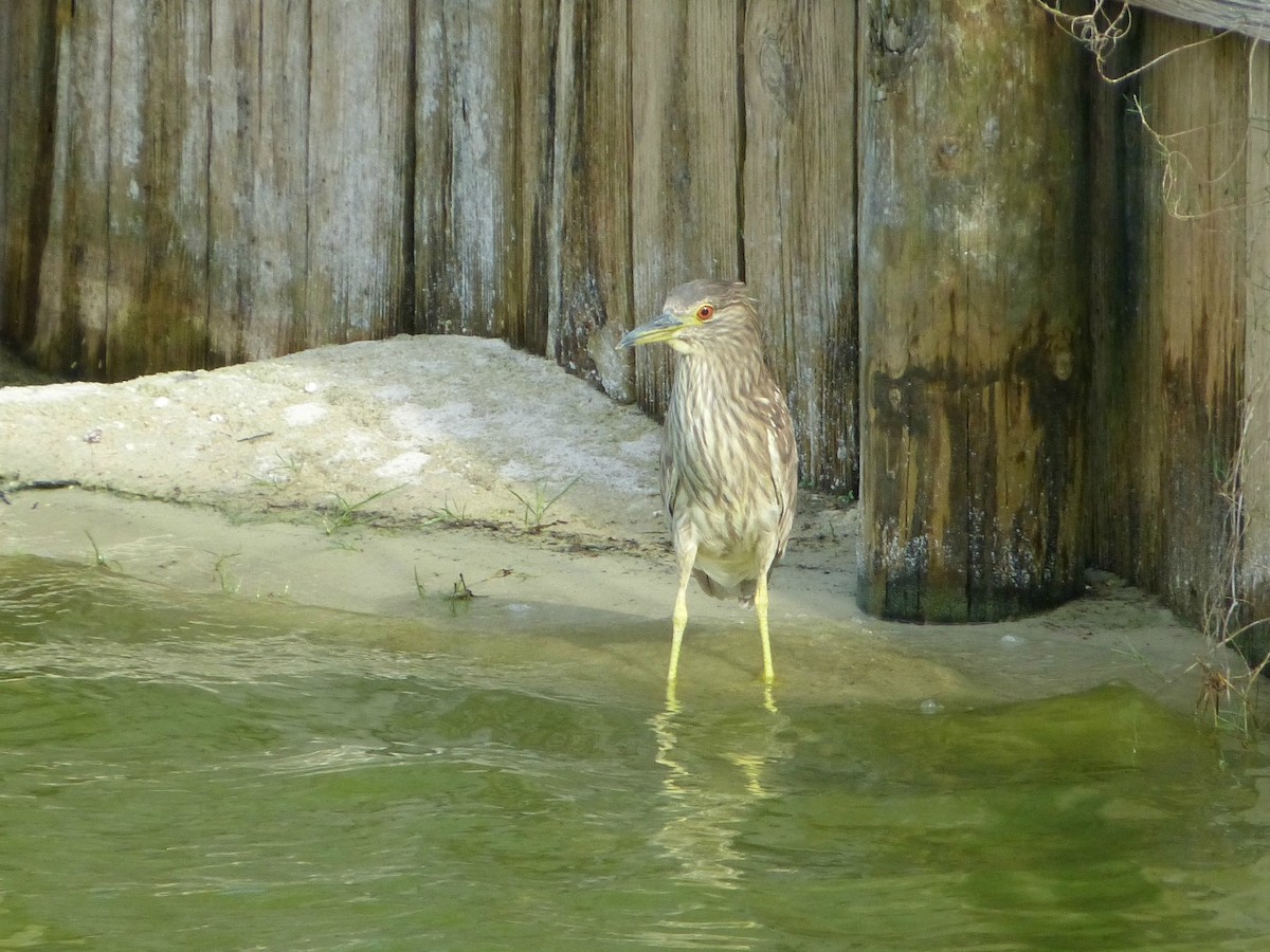 Black-crowned Night Heron - ML29710101