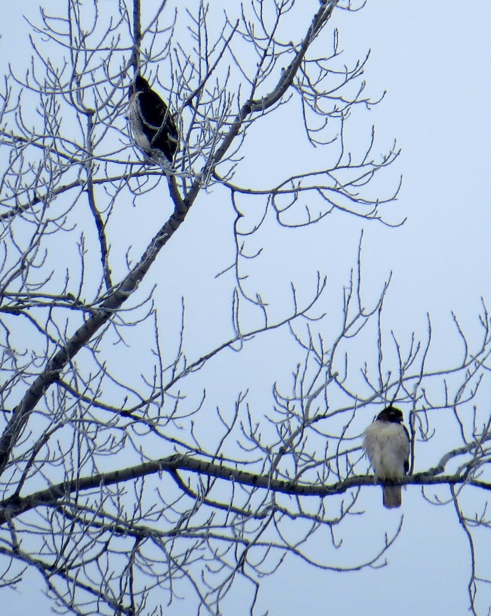 Rotschwanzbussard - ML297107241