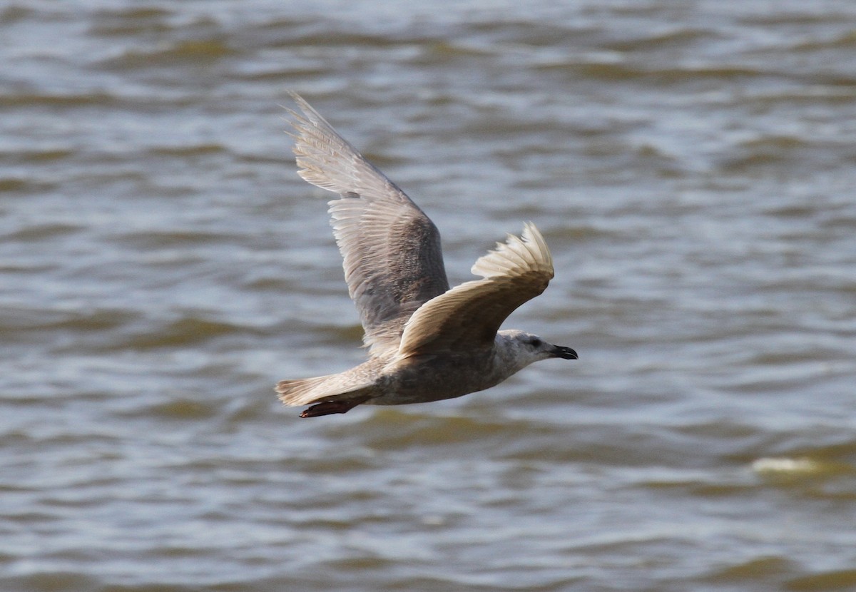 Glaucous-winged Gull - ML297107621