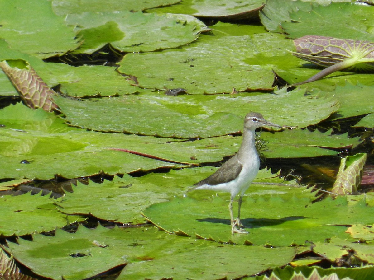 Spotted Sandpiper - ML29710891